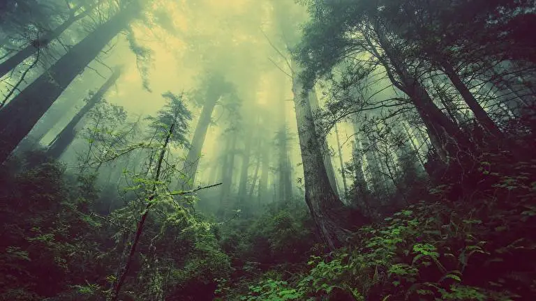 Foggy Forest theme for Windows 11 Slideshow image 1