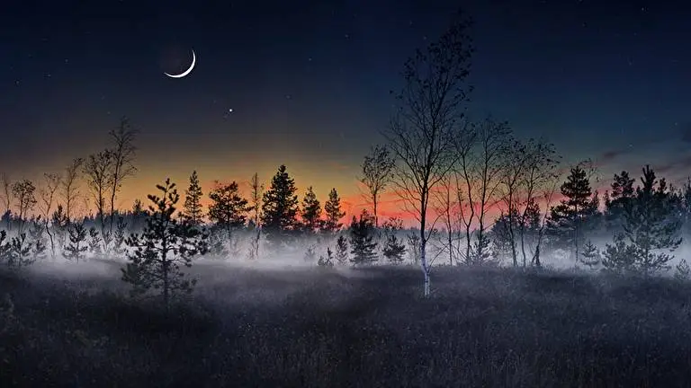 Foggy Forest theme for Windows 11 Slideshow image 2