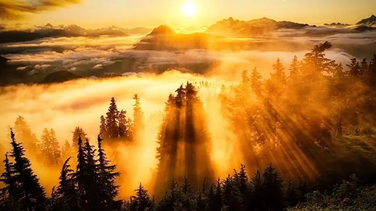 Foggy Forest theme for Windows 11 Slideshow image 3