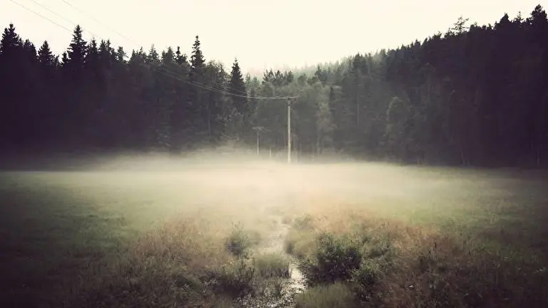 Foggy Forest theme for Windows 11 Slideshow image 4