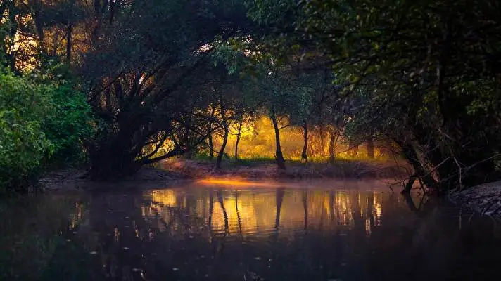 Forest theme for Windows 11 Slideshow image 5