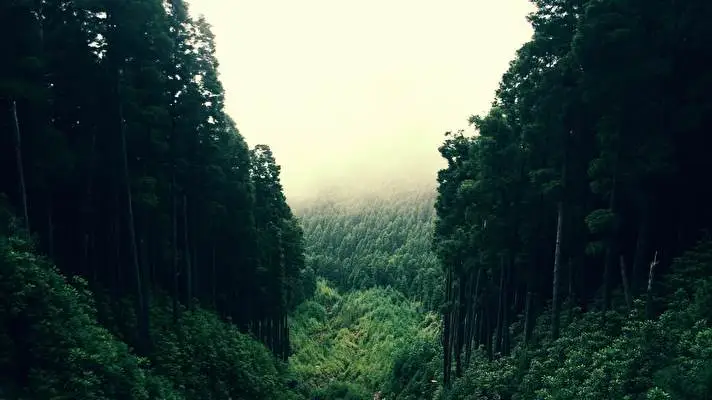 Forest Dark theme for Windows 11 Slideshow image 1