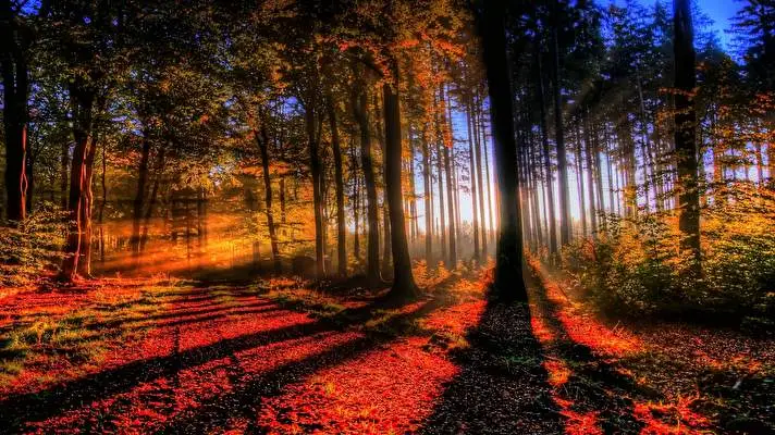 Forest Dark theme for Windows 11 Slideshow image 2