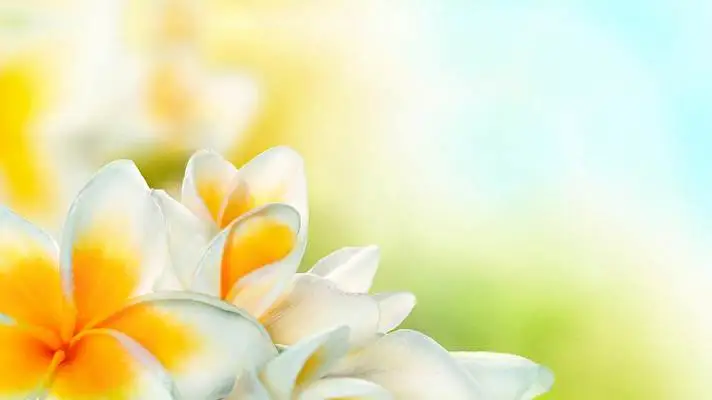 Frangipani theme for Windows 11 Slideshow image 1