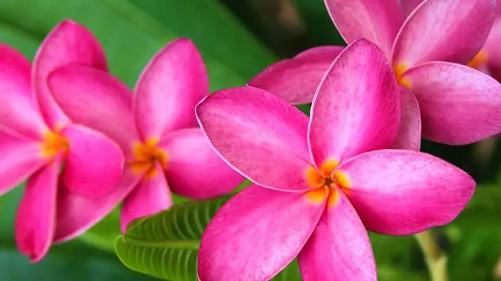 Frangipani theme for Windows 11 Slideshow image 3
