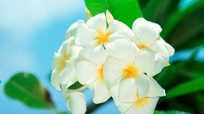 Frangipani theme for Windows 11 Slideshow image 4