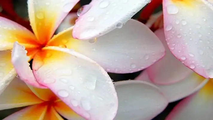 Frangipani theme for Windows 11 Slideshow image 5