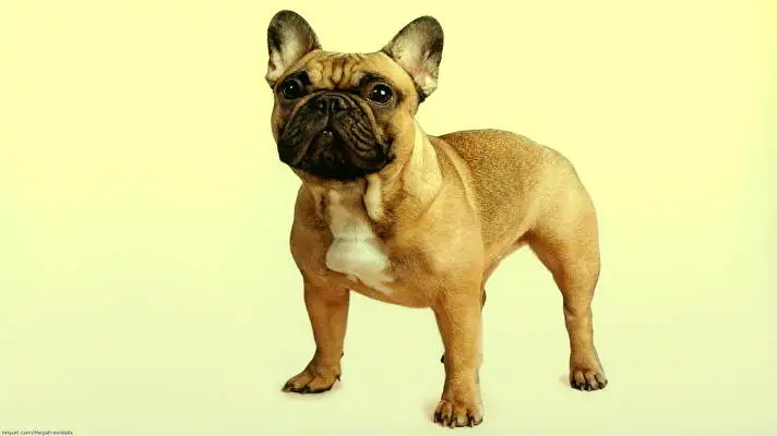 French Bulldog theme for Windows 11 Slideshow image 1