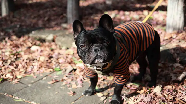 French Bulldog theme for Windows 11 Slideshow image 2