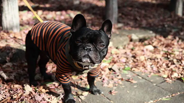 French Bulldog theme for Windows 11 Slideshow image 4