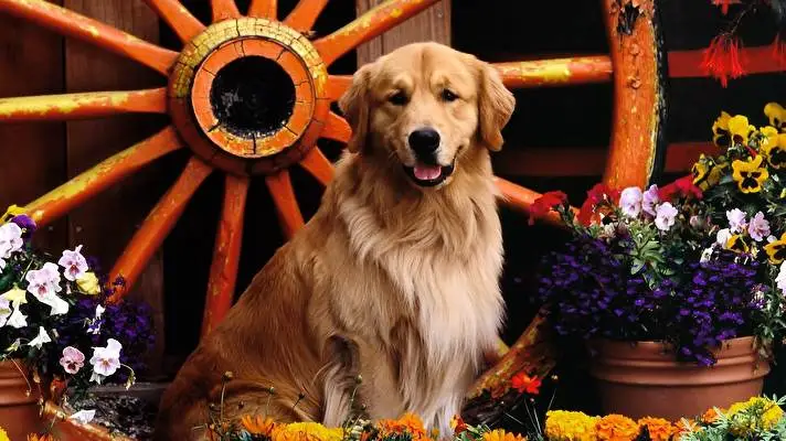 Gold Retriever theme for Windows 11 Slideshow image 1