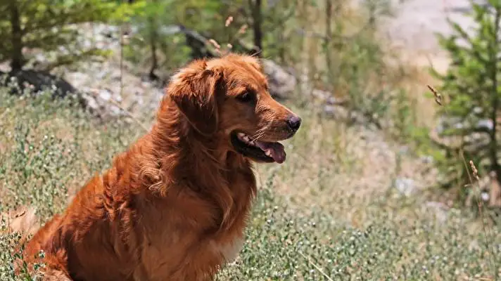 Gold Retriever theme for Windows 11 Slideshow image 2