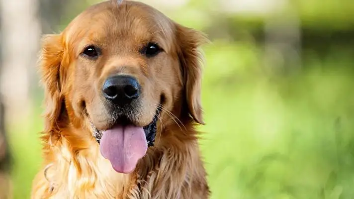 Gold Retriever theme for Windows 11 Slideshow image 3