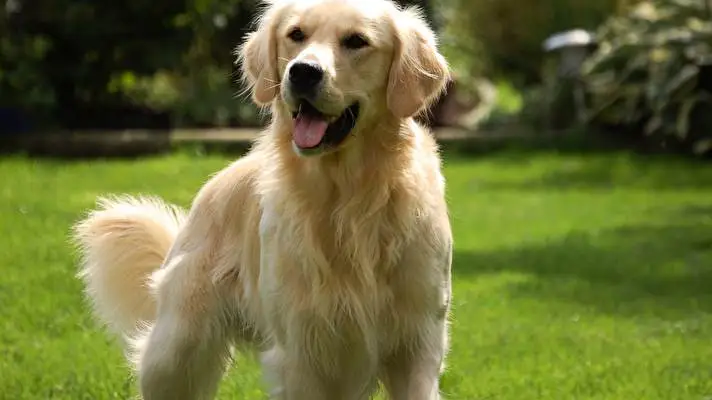 Gold Retriever theme for Windows 11 Slideshow image 5