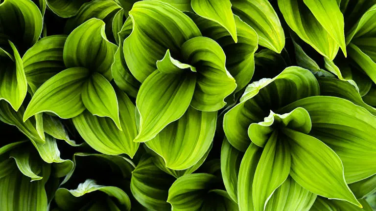 Green Plant Leaf theme for Windows 11 Slideshow image 1