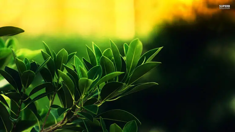 Green Plant Leaf theme for Windows 11 Slideshow image 4