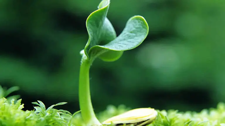 Green Plant Leaf theme for Windows 11 Slideshow image 5