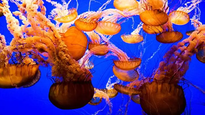Jellyfish theme for Windows 11 Slideshow image 1