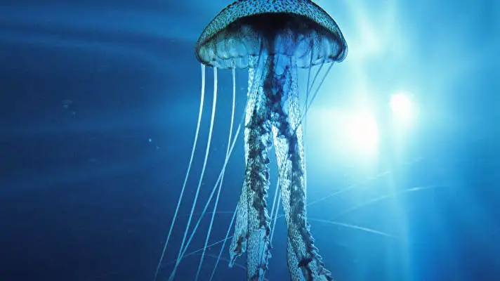 Jellyfish theme for Windows 11 Slideshow image 2