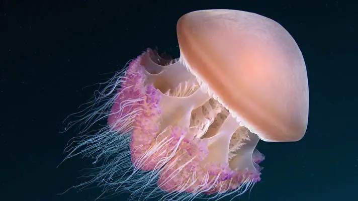 Jellyfish theme for Windows 11 Slideshow image 4