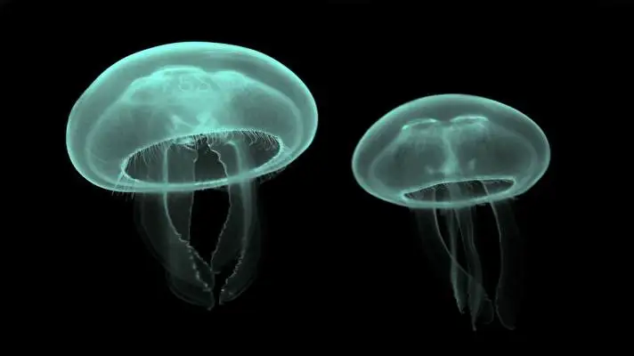 Jellyfish theme for Windows 11 Slideshow image 5