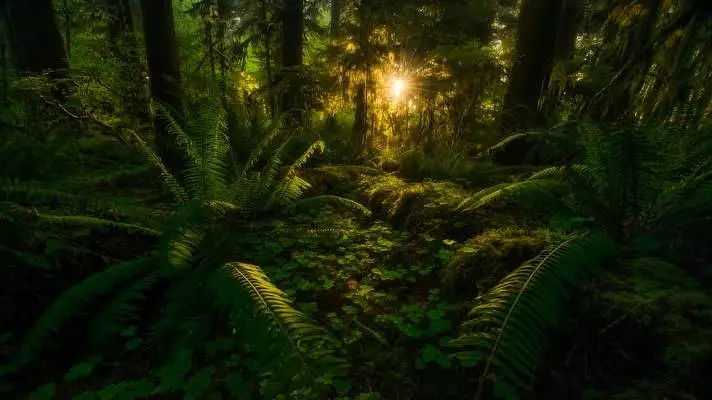 Jungle theme for Windows 11 Slideshow image 3