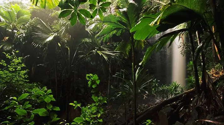 Jungle theme for Windows 11 Slideshow image 4