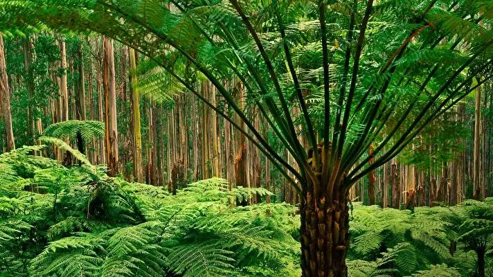 Jungle theme for Windows 11 Slideshow image 5