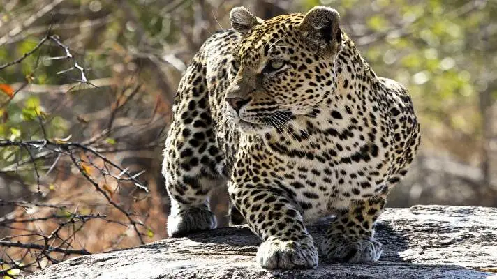 Leopard theme for Windows 11 Slideshow image 1
