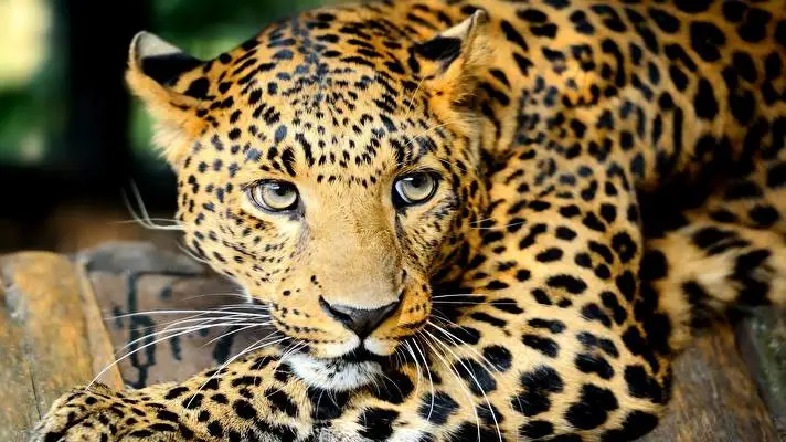 Leopard theme for Windows 11 Slideshow image 2