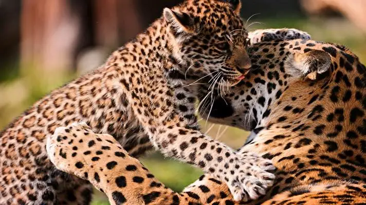 Leopard theme for Windows 11 Slideshow image 3