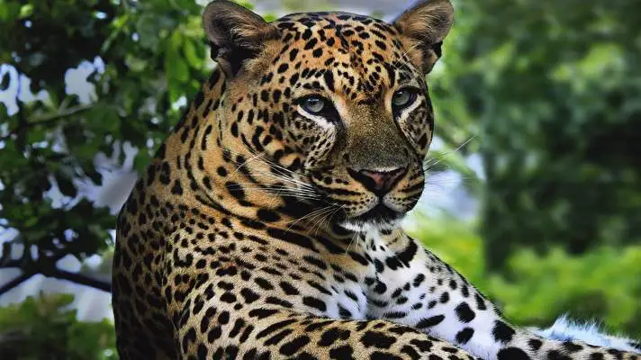 Leopard theme for Windows 11 Slideshow image 4