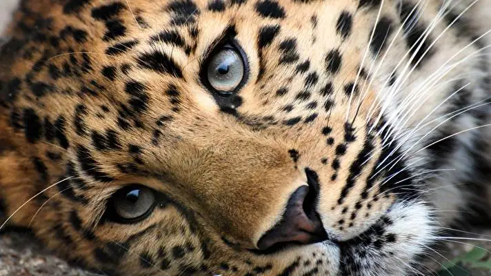 Leopard theme for Windows 11 Slideshow image 5