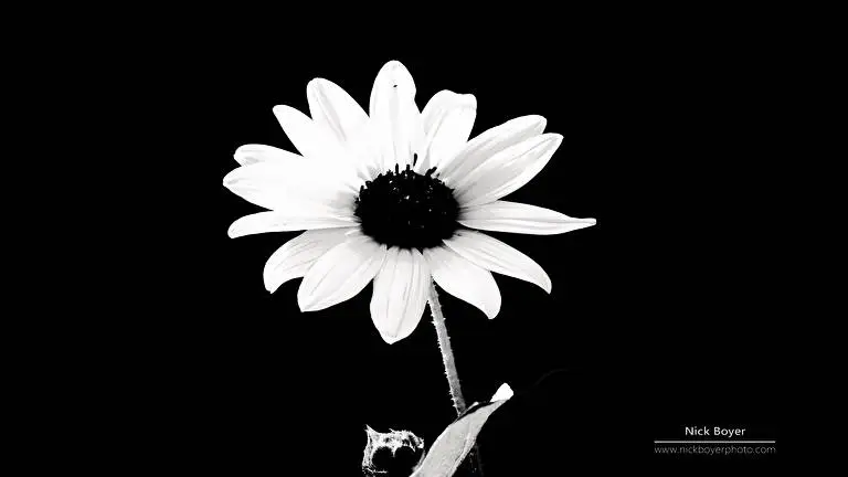 Light And Dark theme for Windows 11 Slideshow image 2