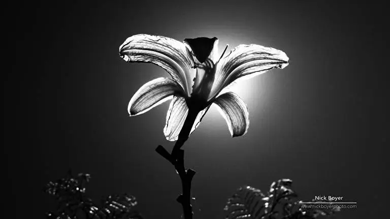 Light And Dark theme for Windows 11 Slideshow image 5