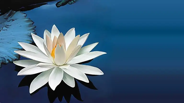 Lotus Flower theme for Windows 11 Slideshow image 1