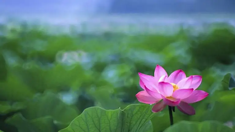 Lotus Flower theme for Windows 11 Slideshow image 3