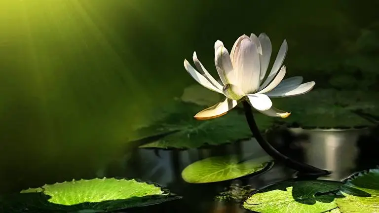 Lotus Flower theme for Windows 11 Slideshow image 5