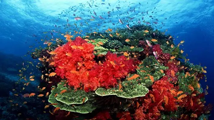 Ocean Life theme for Windows 11 Slideshow image 1