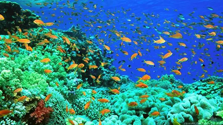 Ocean Life theme for Windows 11 Slideshow image 4