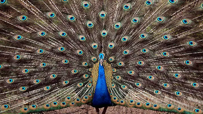 Peafowl theme for Windows 11 Slideshow image 1