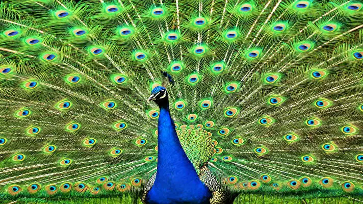 Peafowl theme for Windows 11 Slideshow image 2