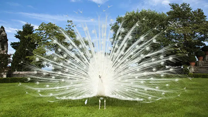 Peafowl theme for Windows 11 Slideshow image 3