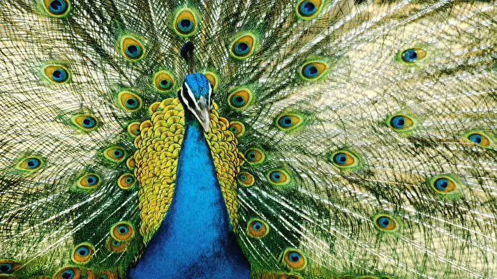 Peafowl theme for Windows 11 Slideshow image 4