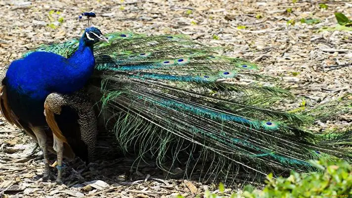 Peafowl theme for Windows 11 Slideshow image 5