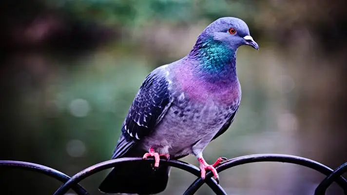 Pigeon theme for Windows 11 Slideshow image 1