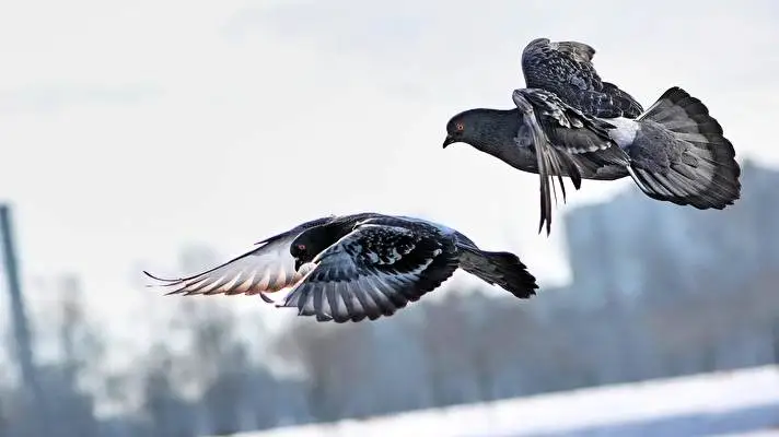 Pigeon theme for Windows 11 Slideshow image 2