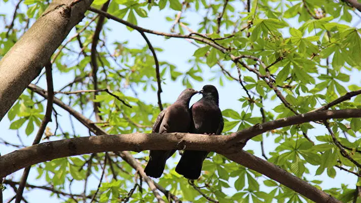 Pigeon theme for Windows 11 Slideshow image 3
