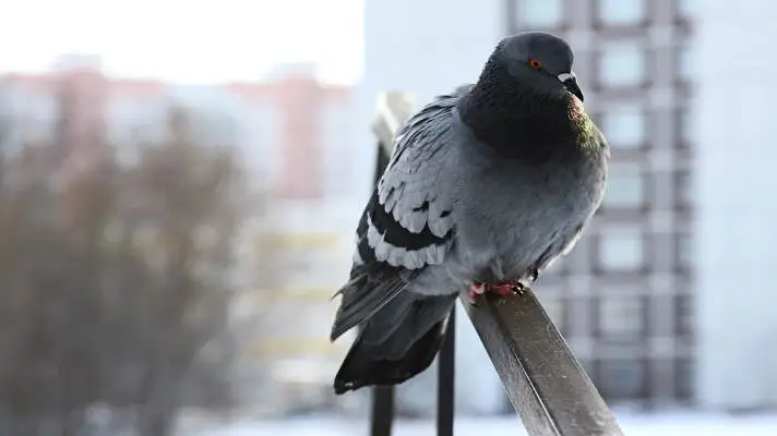 Pigeon theme for Windows 11 Slideshow image 4