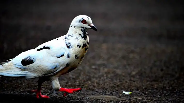 Pigeon theme for Windows 11 Slideshow image 5